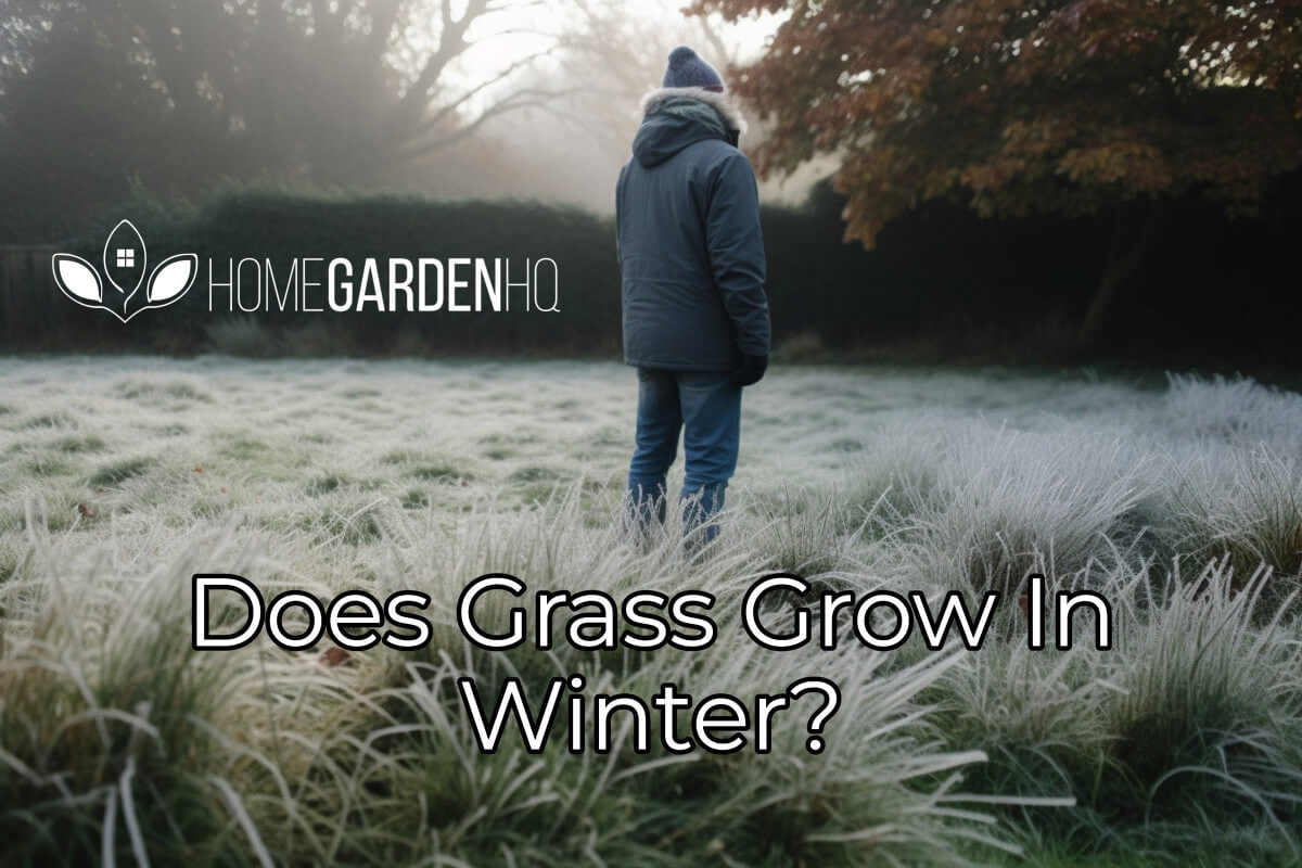 Does Grass Grow In Winter Discover The Surprising Truth 